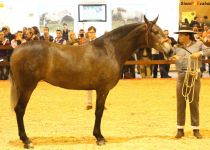 W MAVILENA DAV, DE YEGUADA AC, CAMPEONA DEL MUNDO EN POTRAS DE TRES A. PRESENTA MANUEL MIRAIME